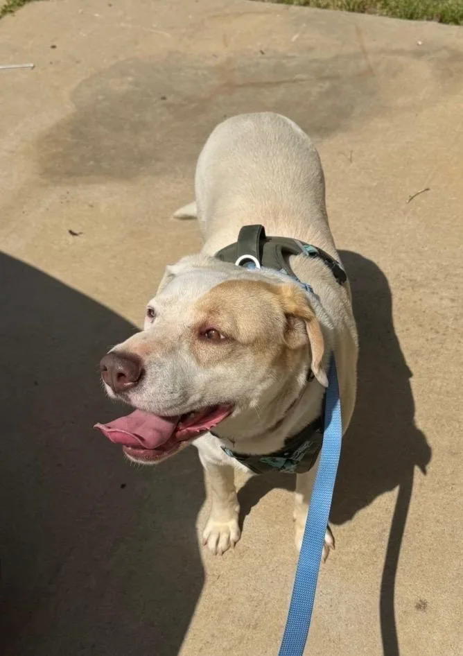 An adult large-sized female Labrador Retriever dog named Pearl for adoption in Little Rock, AR