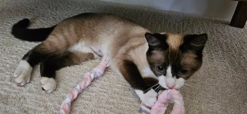 An adult medium-sized female Siamese cat named Shakira for adoption in Lancaster, PA