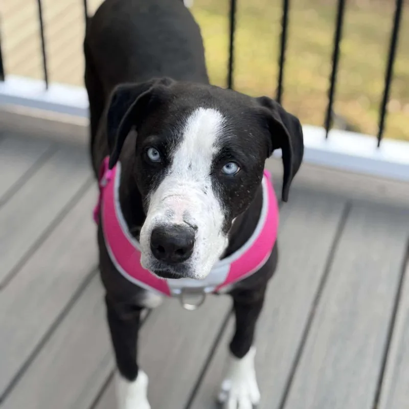 An adult large-sized female Black Mixed Breed dog named Fable for adoption in Jackson, MO