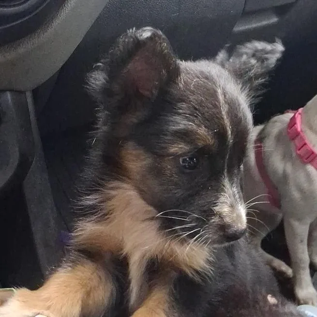 A baby medium-sized male Black Australian Cattle Dog / Blue Heeler named Kiwi for adoption in Morriston, FL