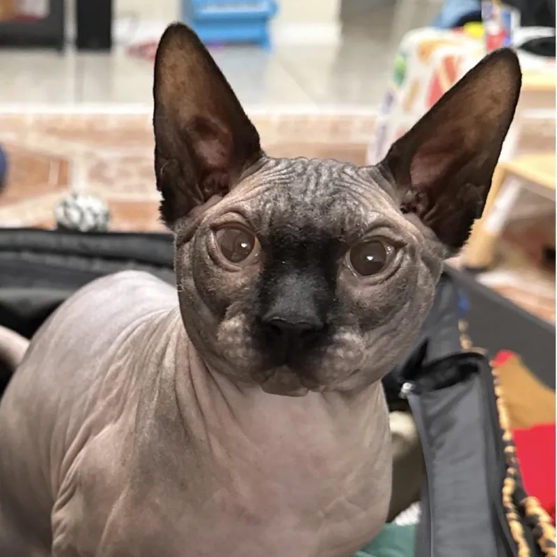 An adult medium-sized male Brown / Chocolate Sphynx / Hairless Cat cat named Osiris for adoption in Fort Lauderdale, FL