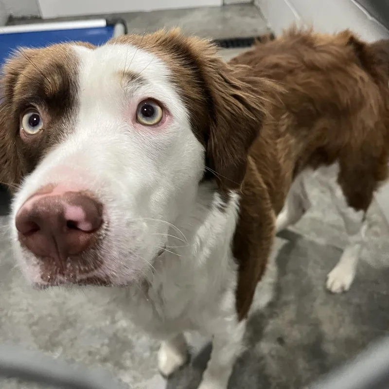 A young medium-sized female Brown / Chocolate Australian Shepherd dog named Shiloh for adoption in Richmond Hill, GA