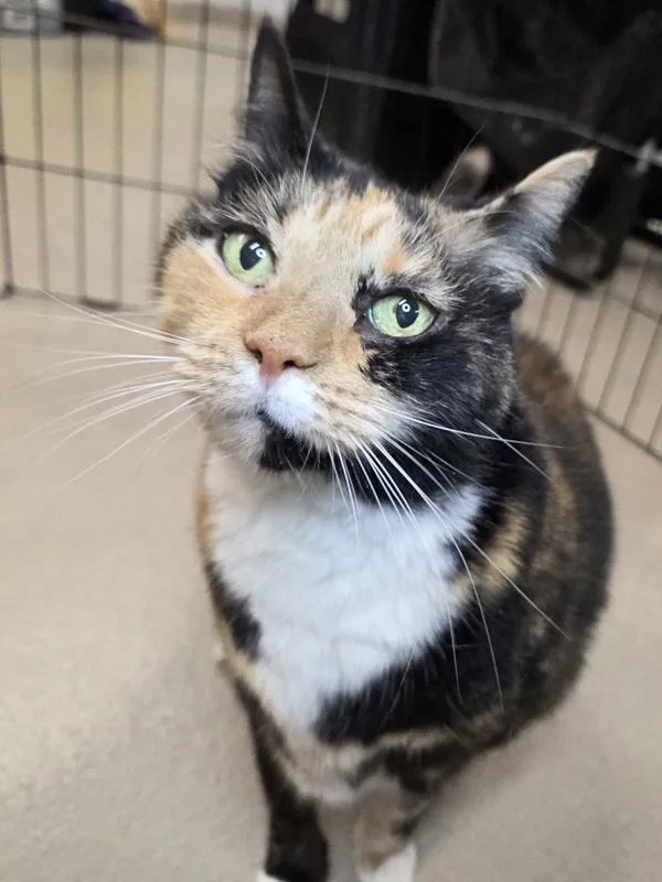 An adult medium-sized female Domestic Short Hair cat named Squeaky for adoption in Millersville, MD