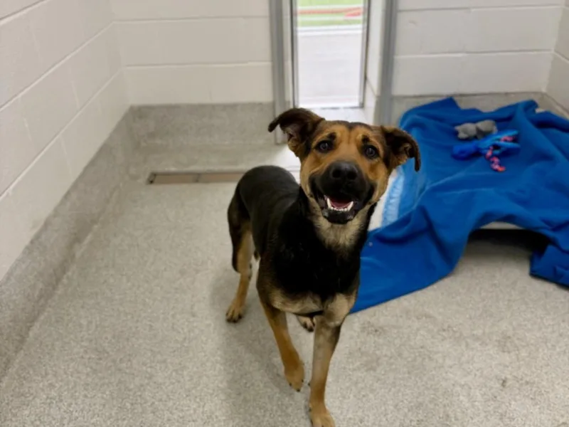 An adult medium-sized female German Shepherd Dog dog named Andrea for adoption in Loveland, CO