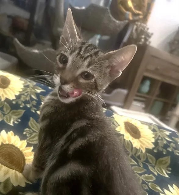 A baby small-sized female Domestic Short Hair cat named Lily for adoption in Sacramento, CA
