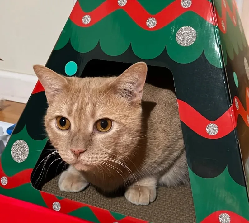 An adult medium-sized male Buff / Tan / Fawn Domestic Short Hair cat named Pietro for adoption in Nutley, NJ
