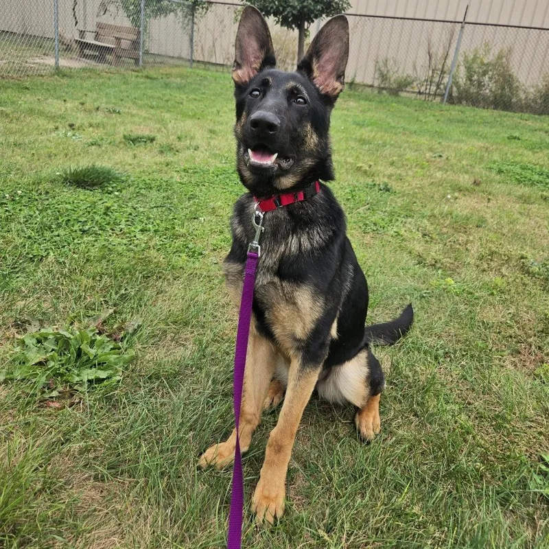 A young medium-sized female Black German Shepherd Dog dog named Pumpkin for adoption in Champaign, IL