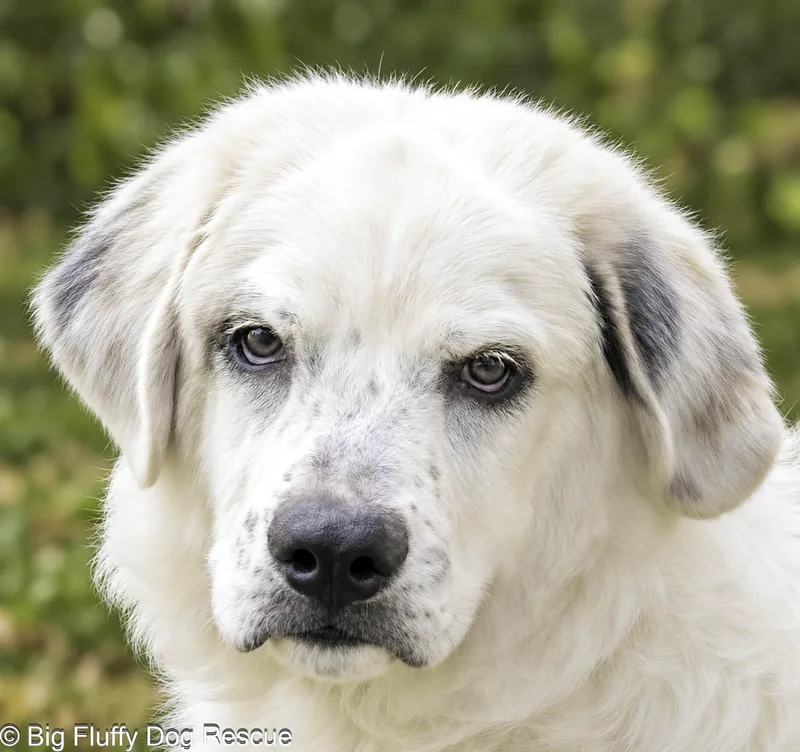 A young medium-sized male White / Cream Great Pyrenees dog named Nayvar for adoption in Nashville, TN
