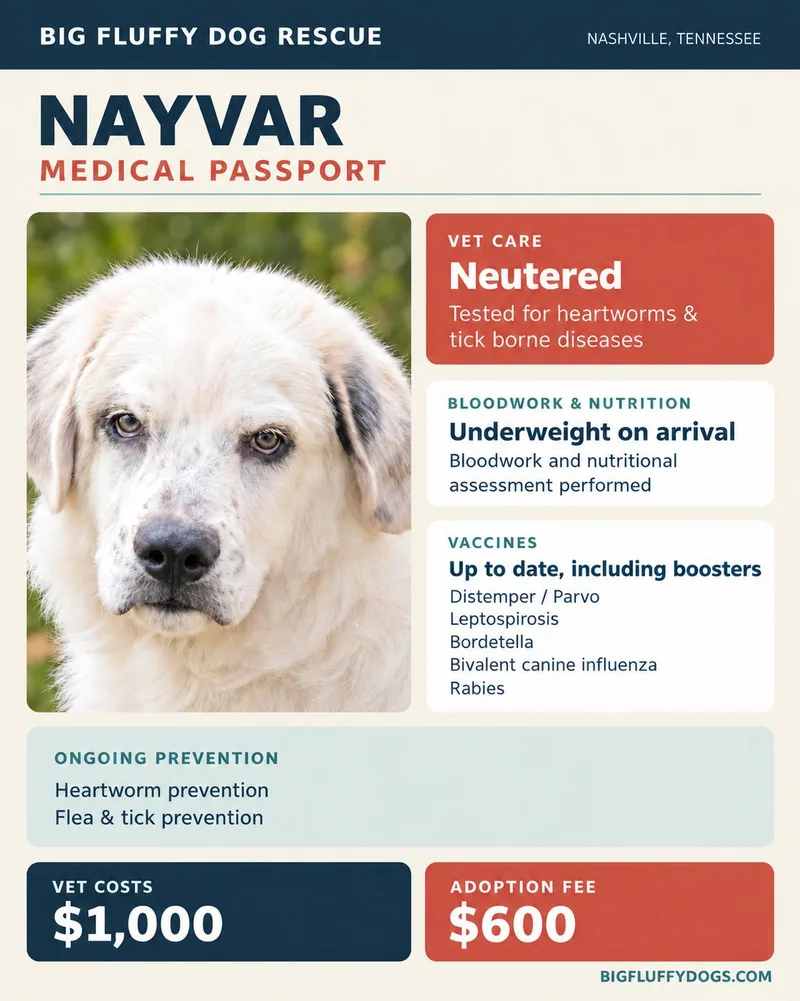 Nayvar thumbnail 4