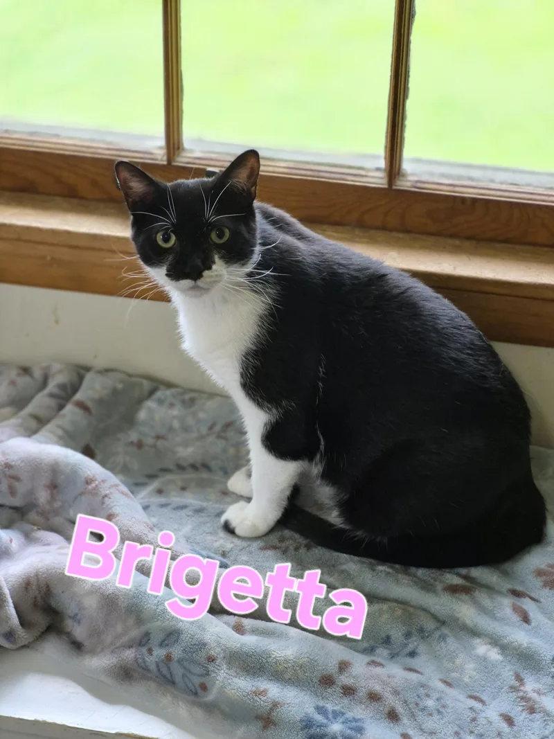 A young large-sized female Domestic Short Hair cat named Brigetta for adoption in Lynchburg, TN