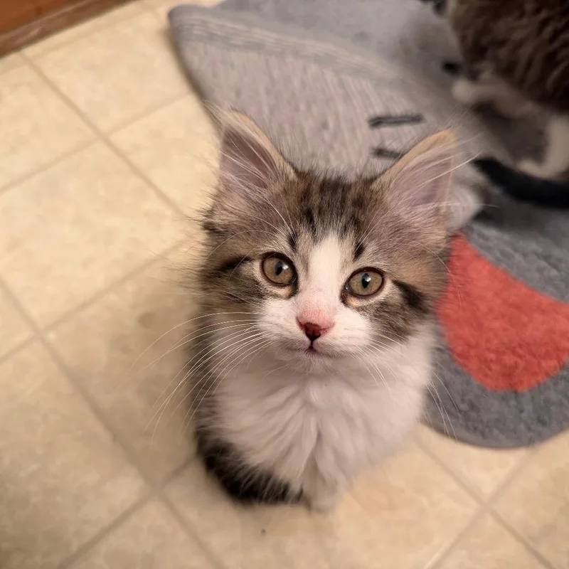 A baby small-sized male Domestic Short Hair cat named Blippi for adoption in Muncie, IN