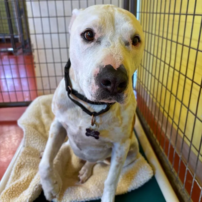 A senior large-sized male White / Cream Pit Bull Terrier dog named Cruize for adoption in Ridgway, CO