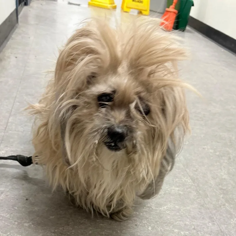 A senior small-sized female Yellow / Tan / Blond / Fawn Mixed Breed dog named Diamond Scarlet for adoption in Philadelphia, PA