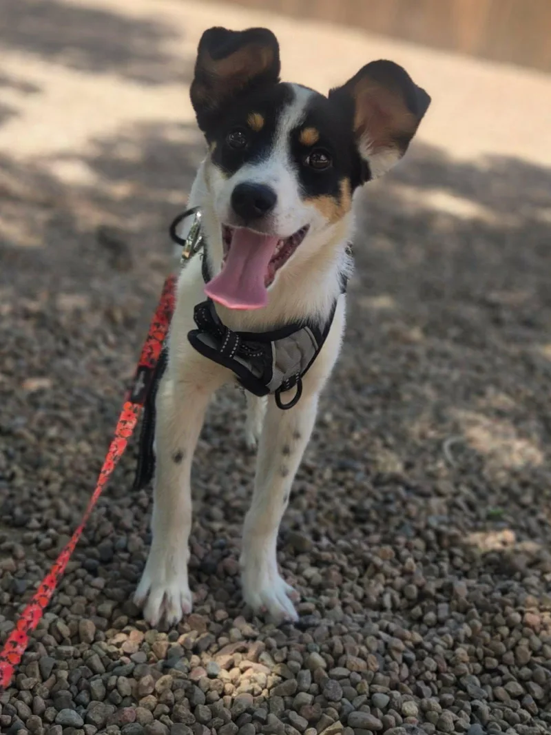 A young medium-sized male Tricolor (Brown, Black, & White) Mixed Breed dog named Luca for adoption in Canon City, CO
