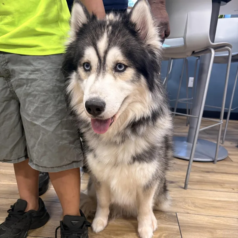An adult medium-sized male Black Siberian Husky dog named Ghost for adoption in Newark, NJ