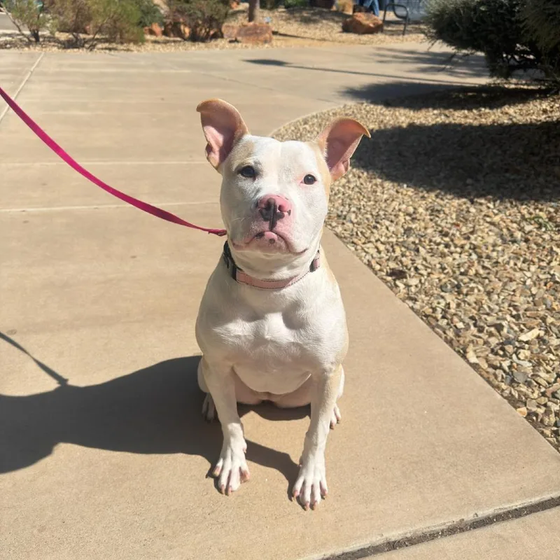 A young medium-sized female Yellow / Tan / Blond / Fawn Pit Bull Terrier dog named Posey for adoption in Albuquerque, NM