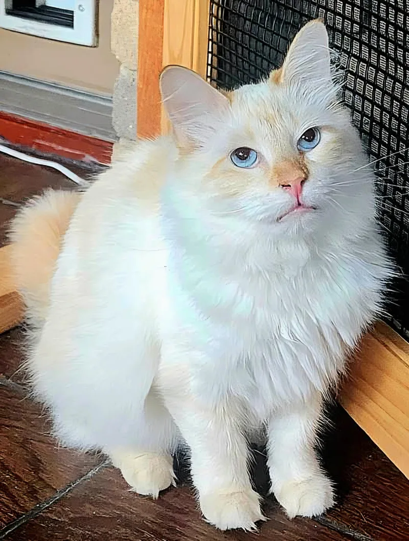 A young medium-sized female Flame Point Ragdoll cat named Maude for adoption in Converse, TX