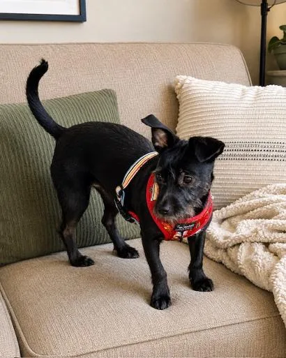A young small-sized female Black Schnauzer dog named Millie Z for adoption in Oceanside , CA