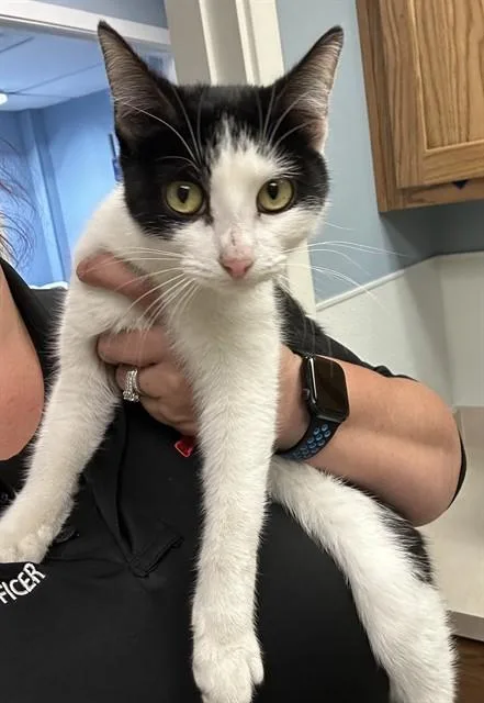 A young small-sized female Domestic Short Hair cat named Wisteria for adoption in Killeen, TX