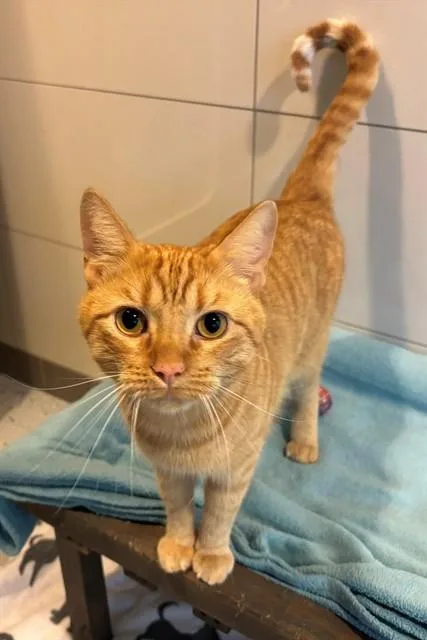 A young medium-sized male Domestic Short Hair cat named Bamma for adoption in Forney, TX