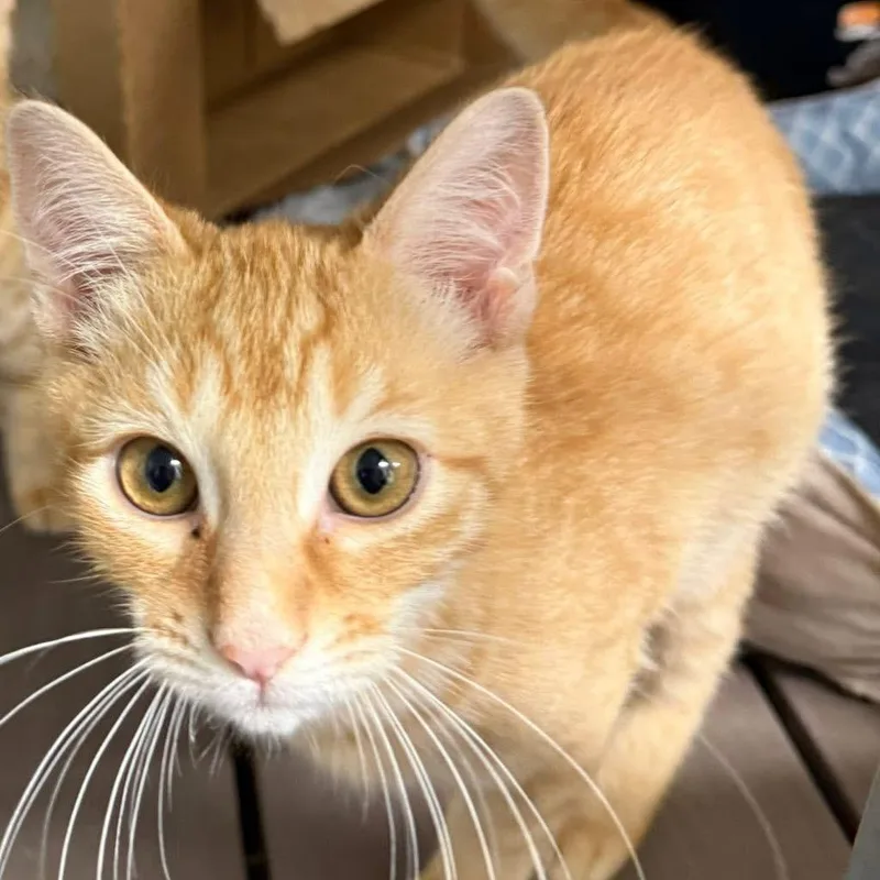 A young small-sized male Orange / Red Domestic Short Hair cat named George for adoption in Port Aransas, TX