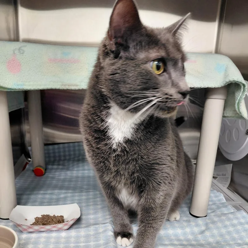 An adult small-sized male Gray / Blue / Silver Domestic Short Hair cat named Grayu for adoption in Philadelphia, PA