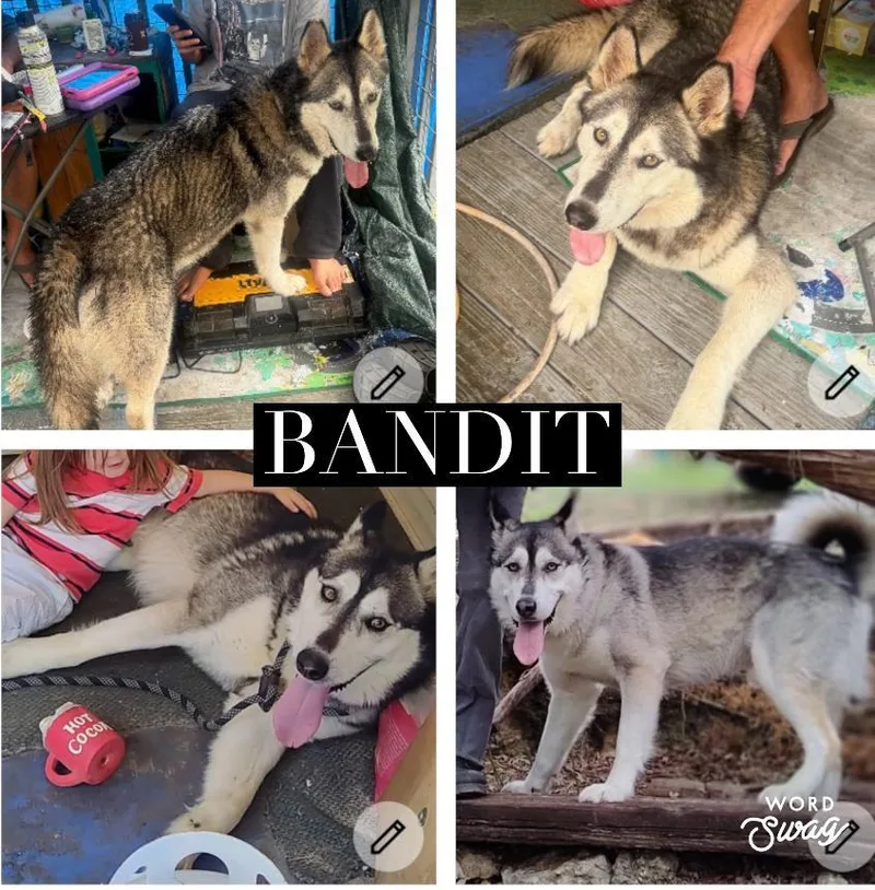 An adult large-sized male Gray / Blue / Silver Alaskan Malamute dog named Bandit for adoption in canyon lake, TX