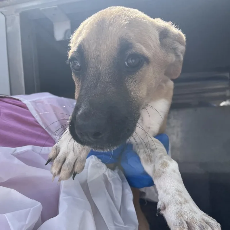 A baby small-sized female Brown / Chocolate Shepherd dog named Baja Blast for adoption in Edinburg, TX