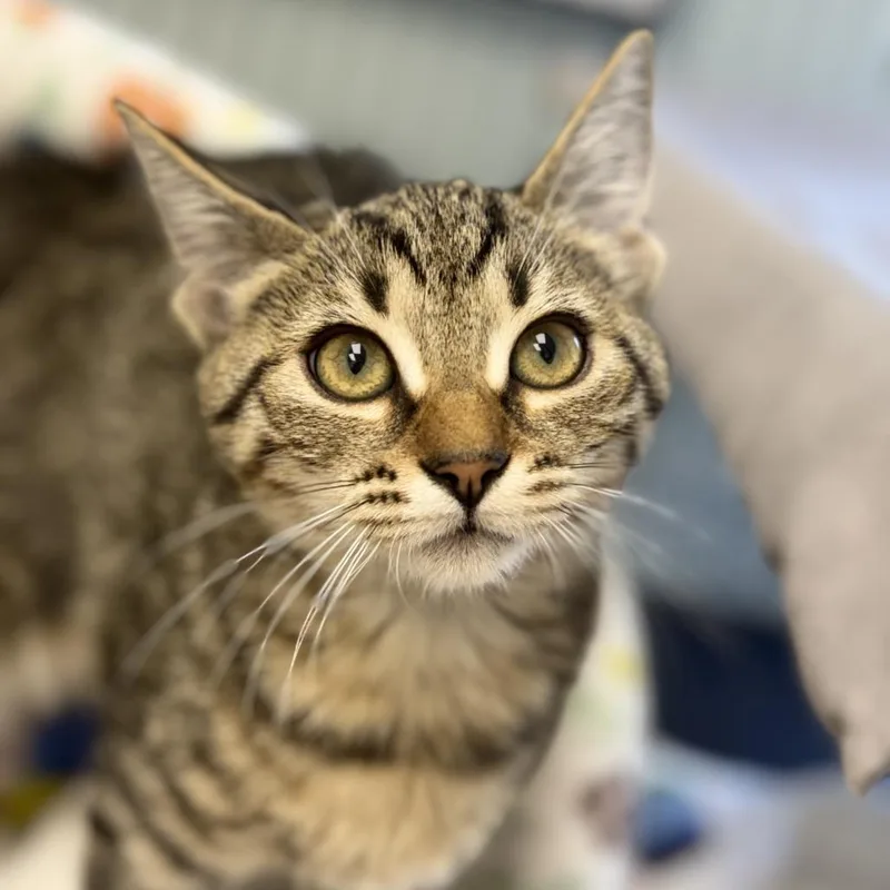 A baby small-sized female Brown / Chocolate Domestic Short Hair cat named Apple for adoption in Chesapeake, VA