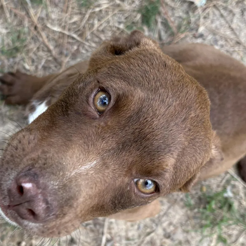 A baby small-sized male Brown / Chocolate Labrador Retriever dog named Lex for adoption in claxton, GA