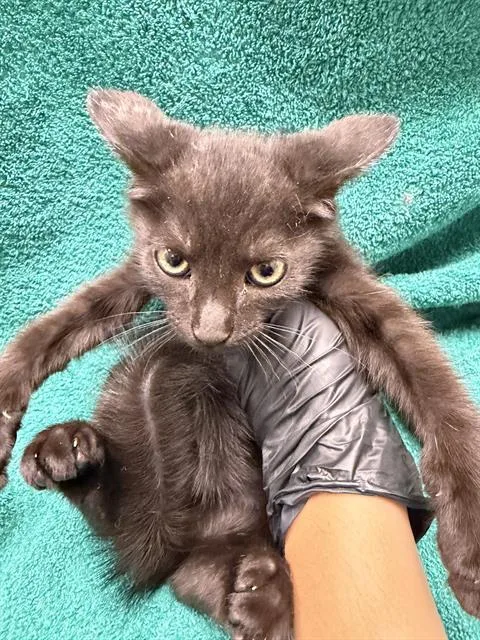 A baby small-sized male Domestic Short Hair cat named Acorn for adoption in Ontario, CA