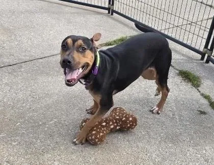 A young large-sized female Pit Bull Terrier dog named Honor for adoption in Daytona Beach, FL