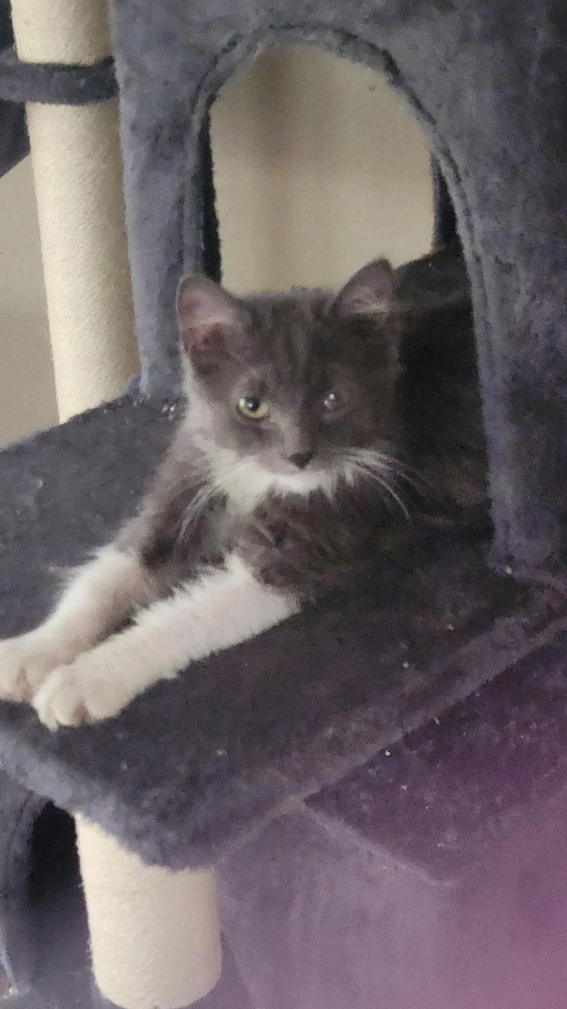 A baby medium-sized female Gray & White Domestic Long Hair cat named Stormy for adoption in Kirklin, IN