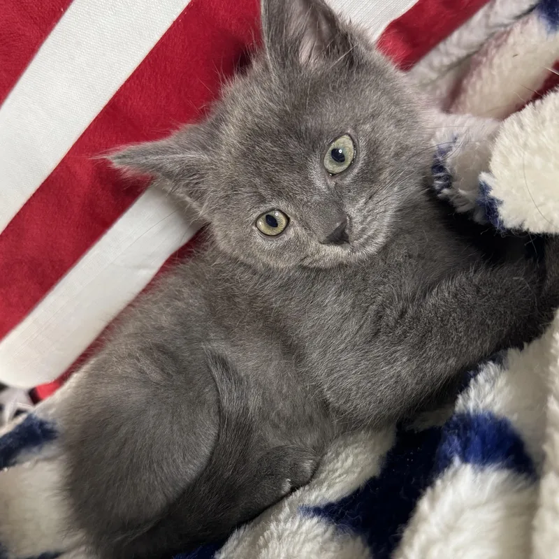 A baby large-sized male Gray / Blue / Silver Domestic Short Hair cat named Cole for adoption in Bordentown, NJ