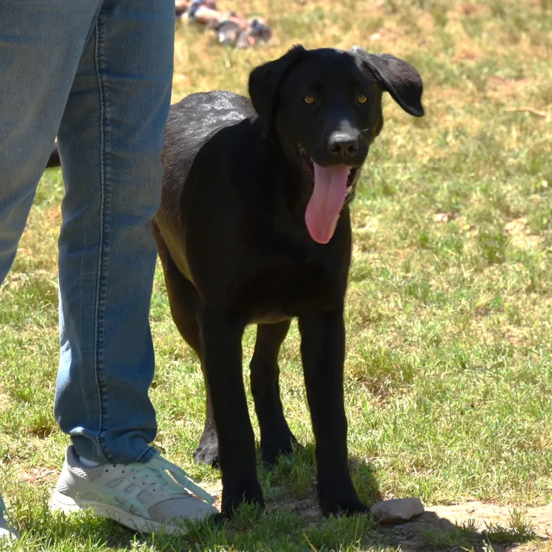 A young medium-sized male Black Labrador Retriever dog named Ace for adoption in Wedowee, AL