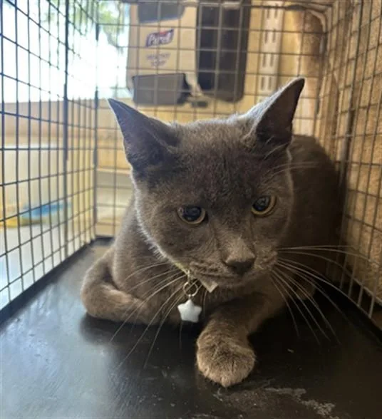 A young medium-sized male Domestic Short Hair cat named Sulley for adoption in Fort Myers, FL