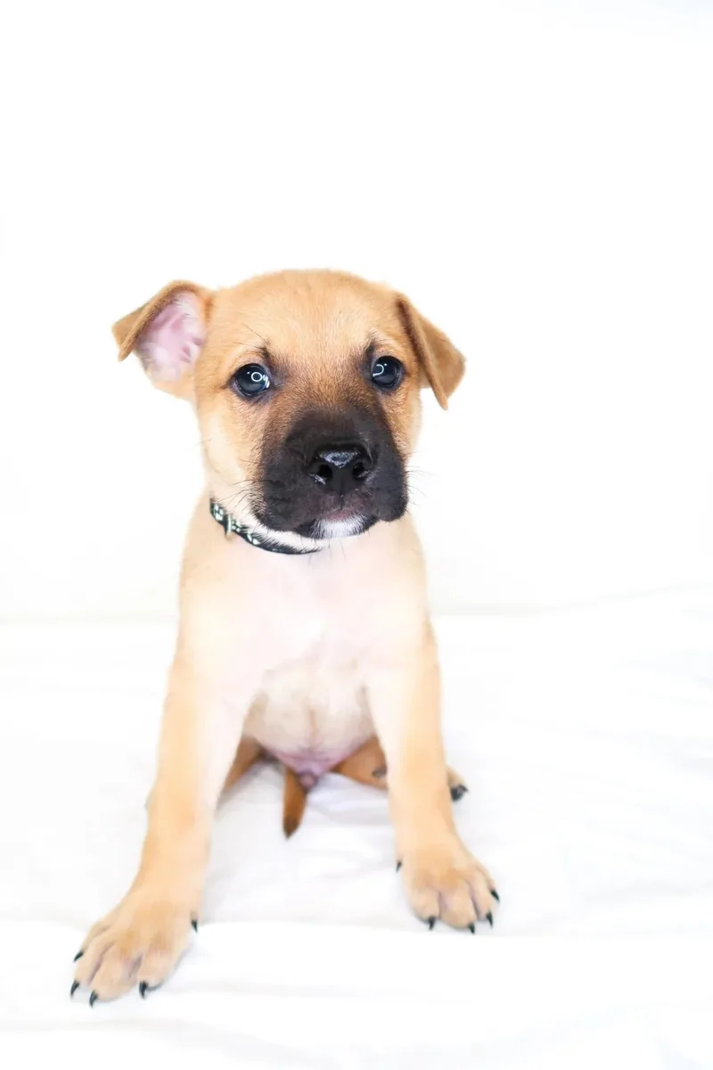 A baby medium-sized male Yellow / Tan / Blond / Fawn Shepherd dog named Clayton for adoption in Bixby, OK