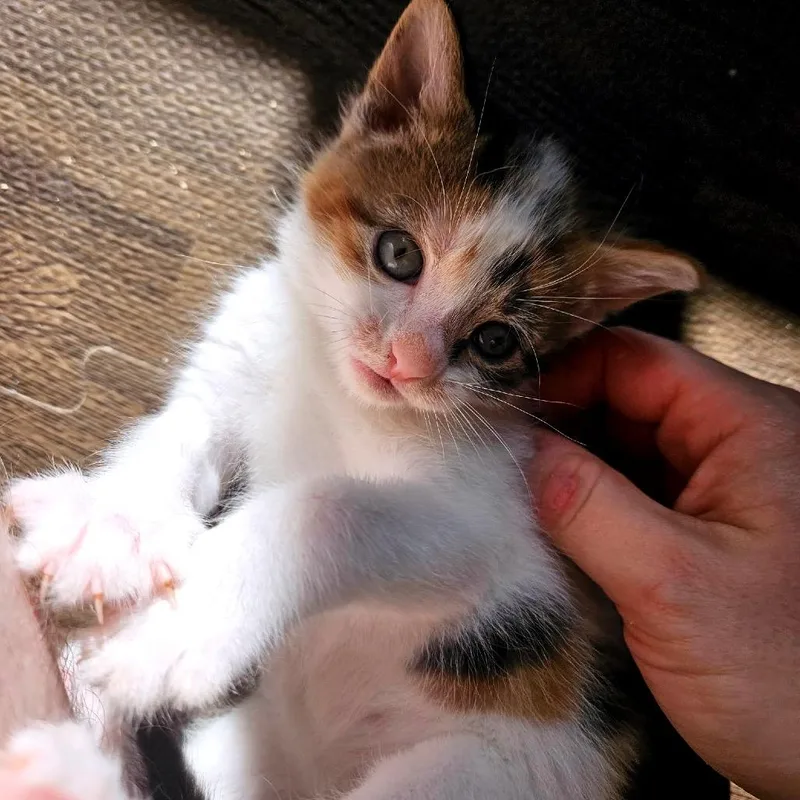 A baby small-sized female Calico Domestic Short Hair cat named Saga Genesis C for adoption in Princeton, MN