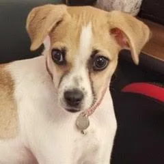A baby small-sized male Brown / Chocolate Mixed Breed dog named Dexter for adoption in Green Valley, AZ