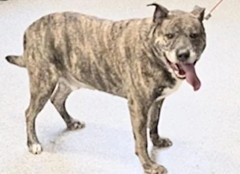 An adult medium-sized male Pit Bull Terrier dog named Piggy for adoption in Houston, TX