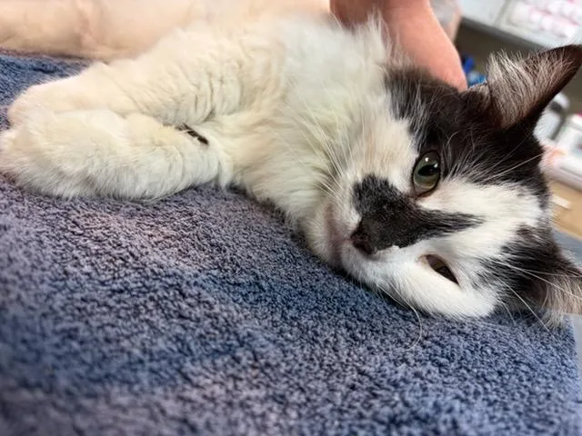 Harley