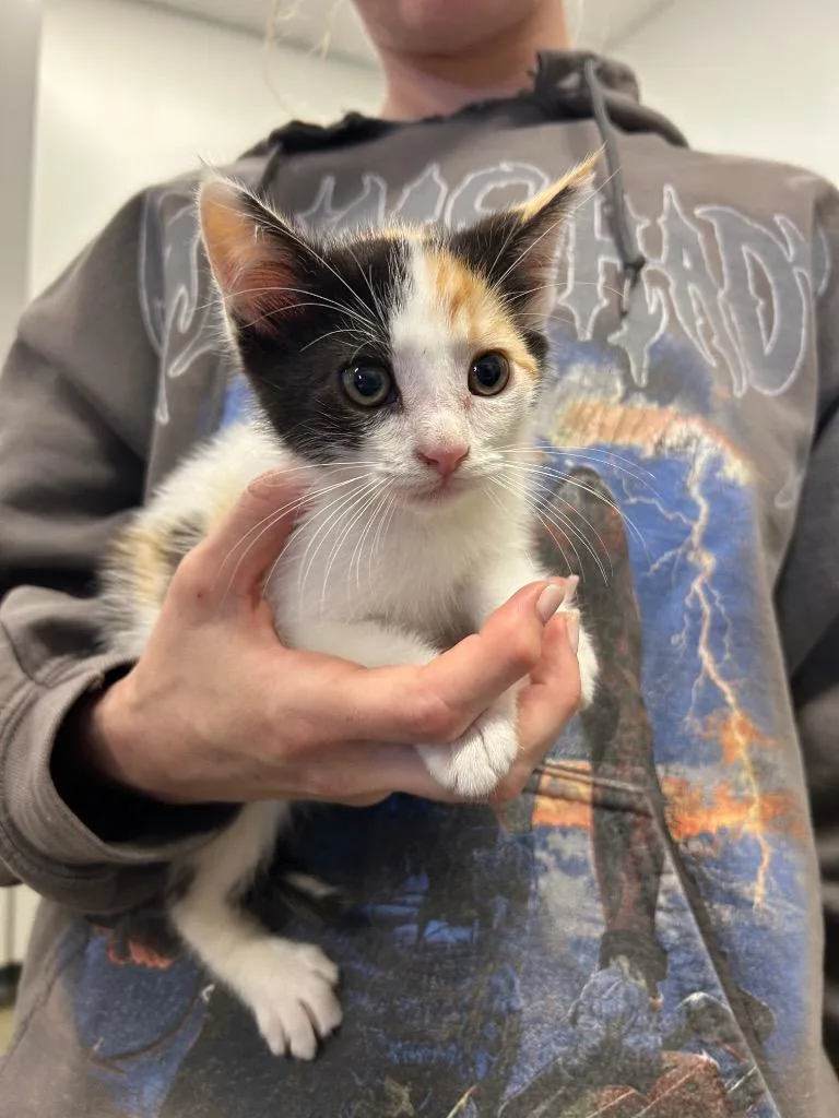 A baby small-sized female Domestic Short Hair cat named Dott for adoption in Thousand Oaks, CA