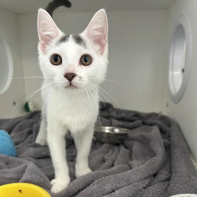 A baby medium-sized female Gray & White Domestic Short Hair cat named Star for adoption in La Grange Park, IL