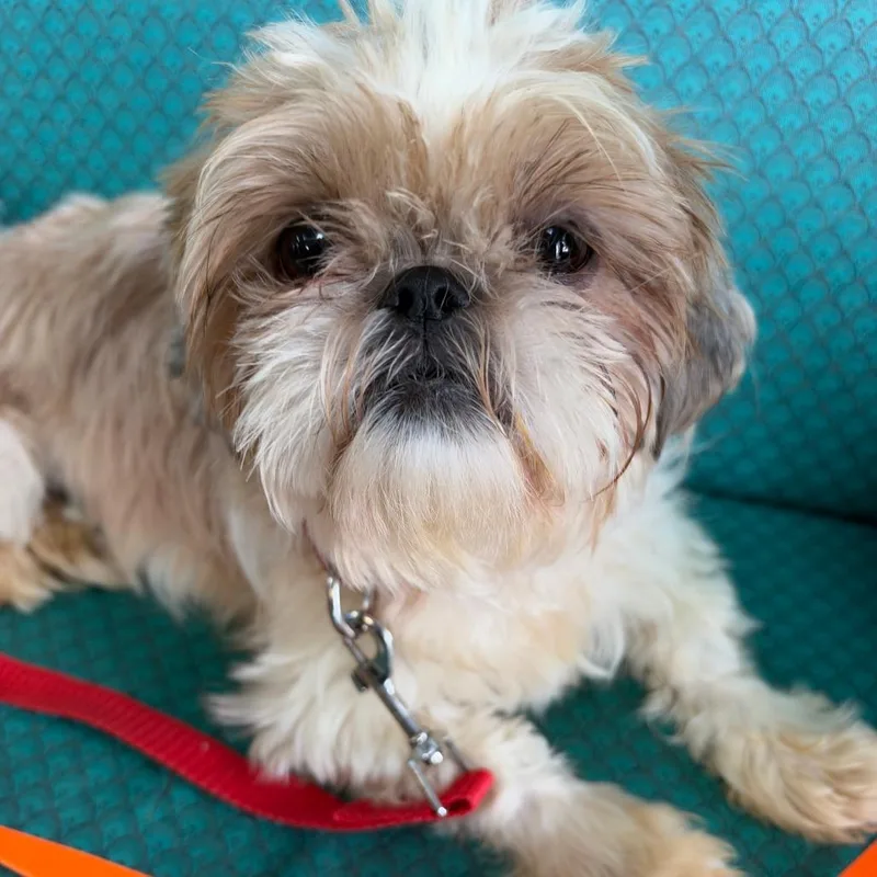 An adult small-sized female Shih Tzu dog named Forlani for adoption in Shawnee, KS