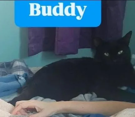 Buddy thumbnail 2