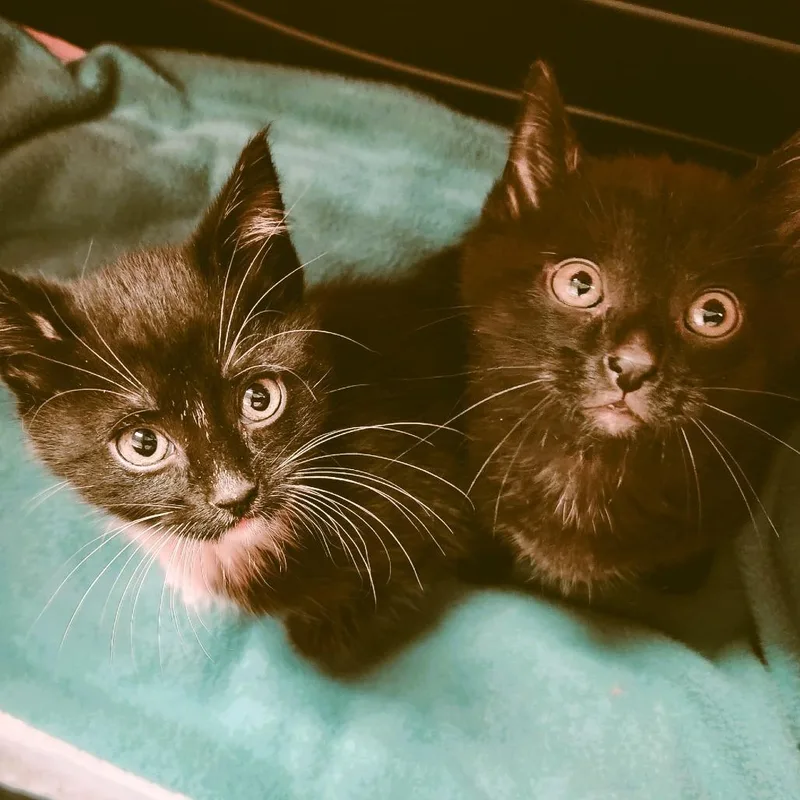 A baby small-sized male Domestic Short Hair cat named Danny for adoption in Fairfax, VA