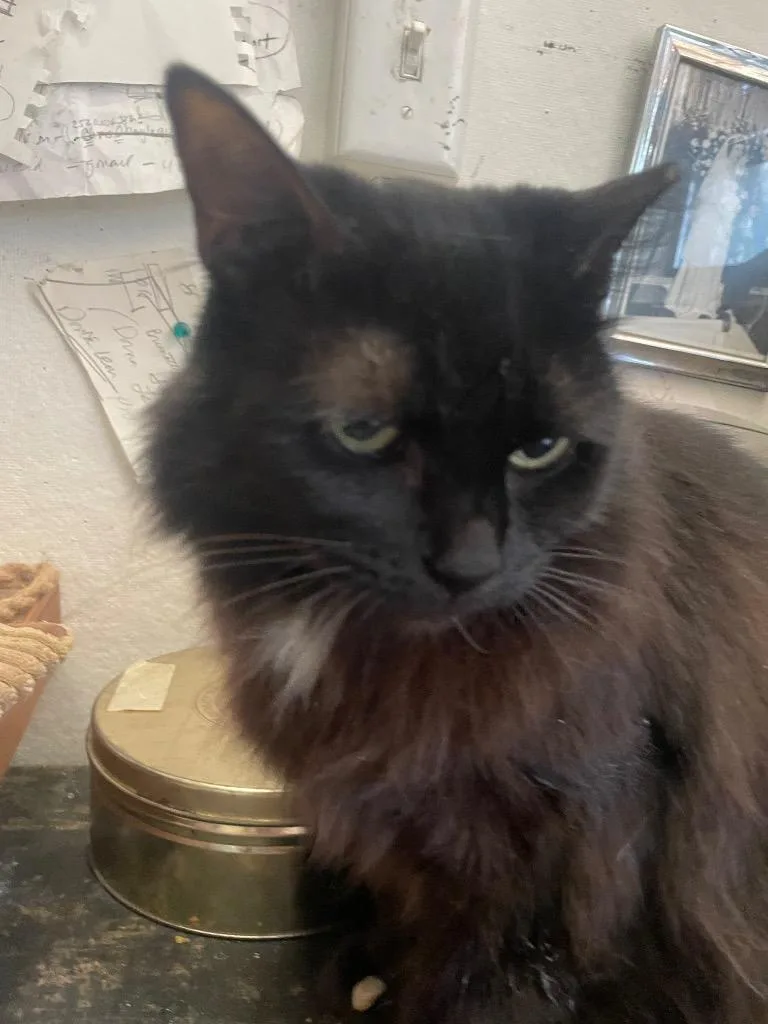 An adult medium-sized female Domestic Long Hair cat named Mina for adoption in New York, NY