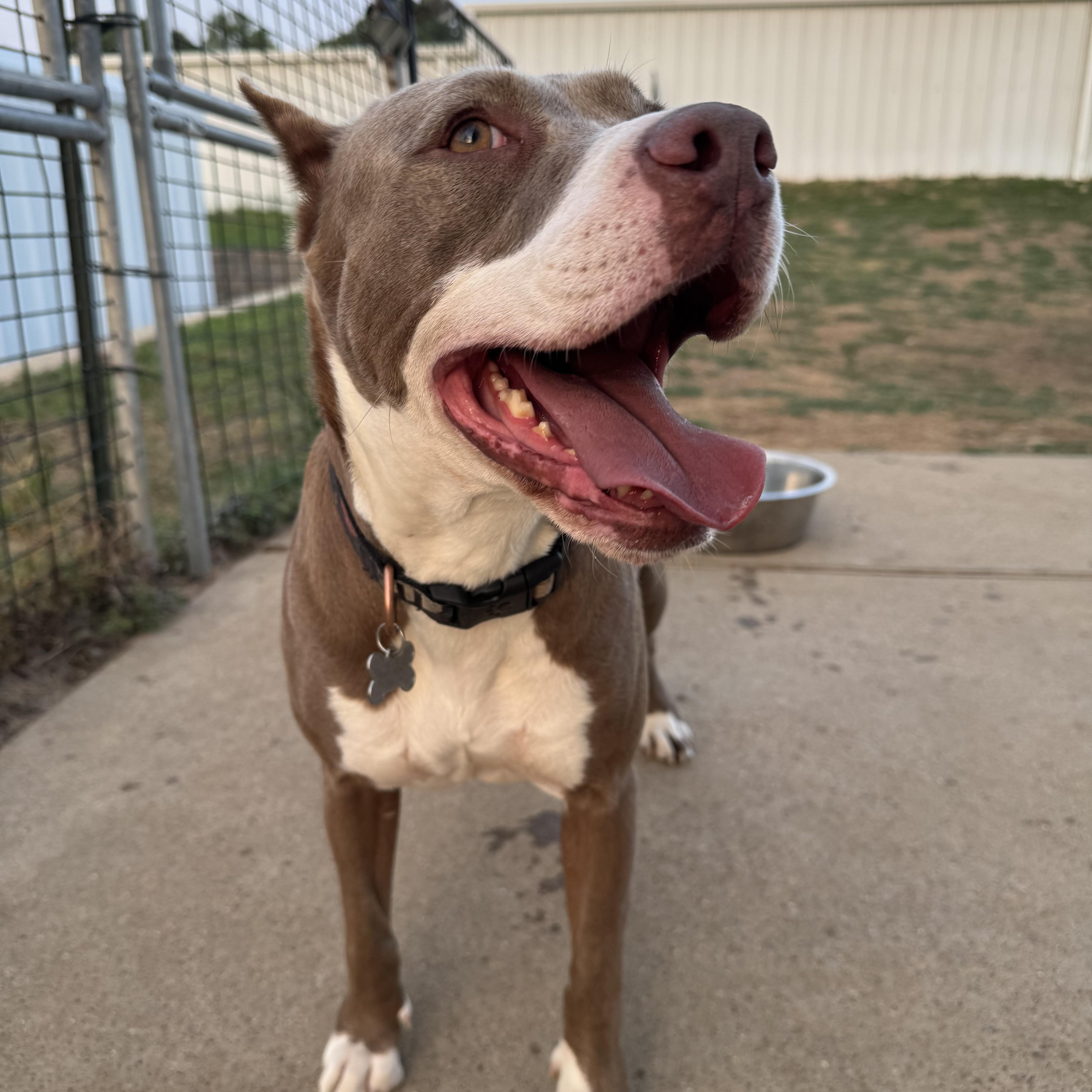 An adult medium-sized female White / Cream American Staffordshire Terrier dog named Su for adoption in Brookeville, MD