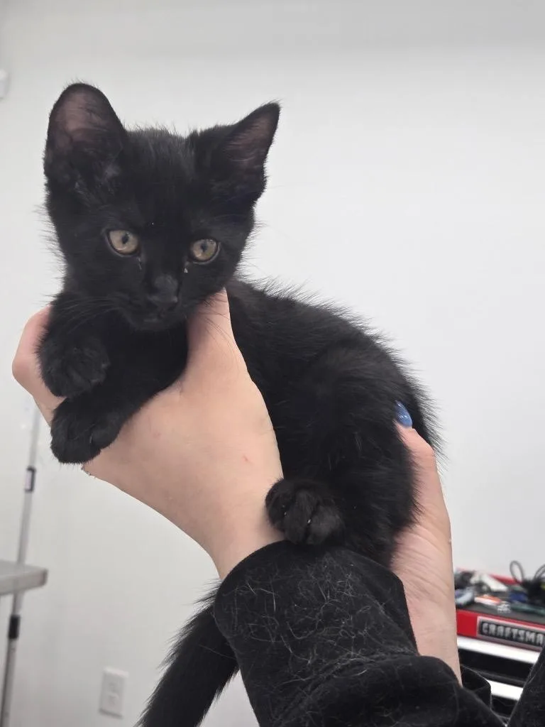 A baby small-sized male Domestic Short Hair cat named Zorro for adoption in Cambridge, MD