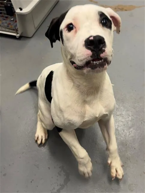 A young large-sized male Pit Bull Terrier dog named Vaquero for adoption in Peoria, IL
